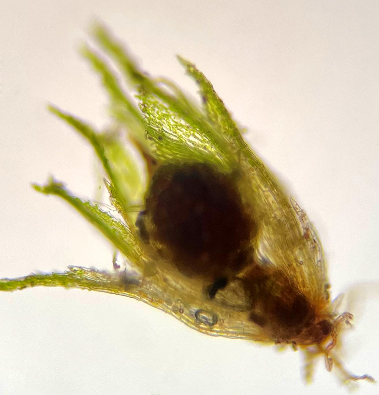 Ephemerum crassinervium